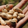 G-seed (photo credit: Centre for Behaviour Change and Communication)